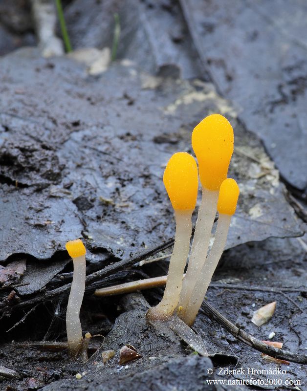 čapulka bahenní, Mitrula paludosa (Houby, Fungi)